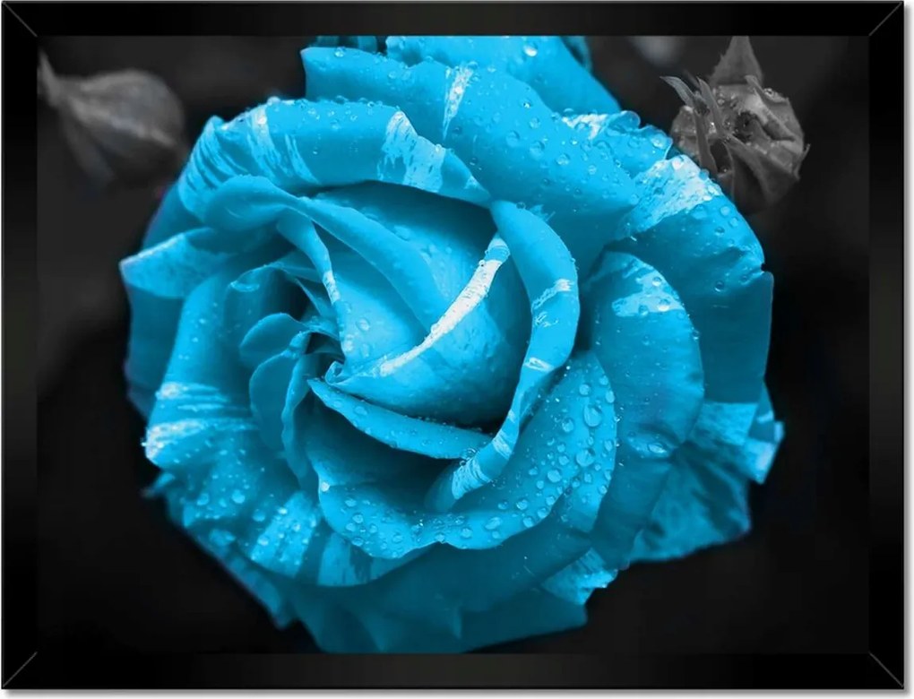 Poszter keretben 40x30 Türkiz rózsa Virág