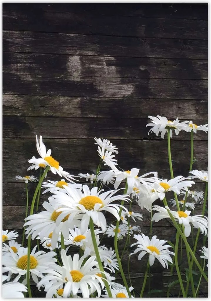 Plakátok 70x100 Margaretka