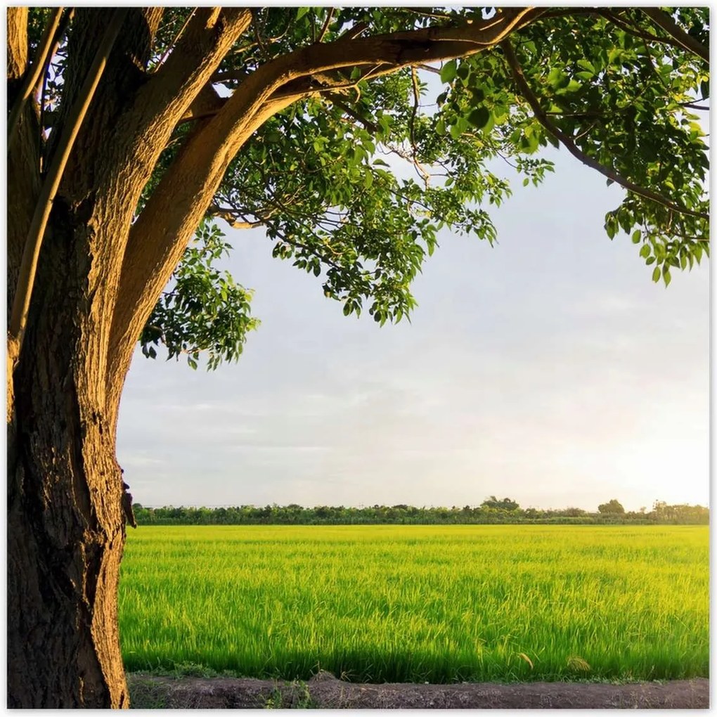 Poszterek 140x140 Misztikus naplemente