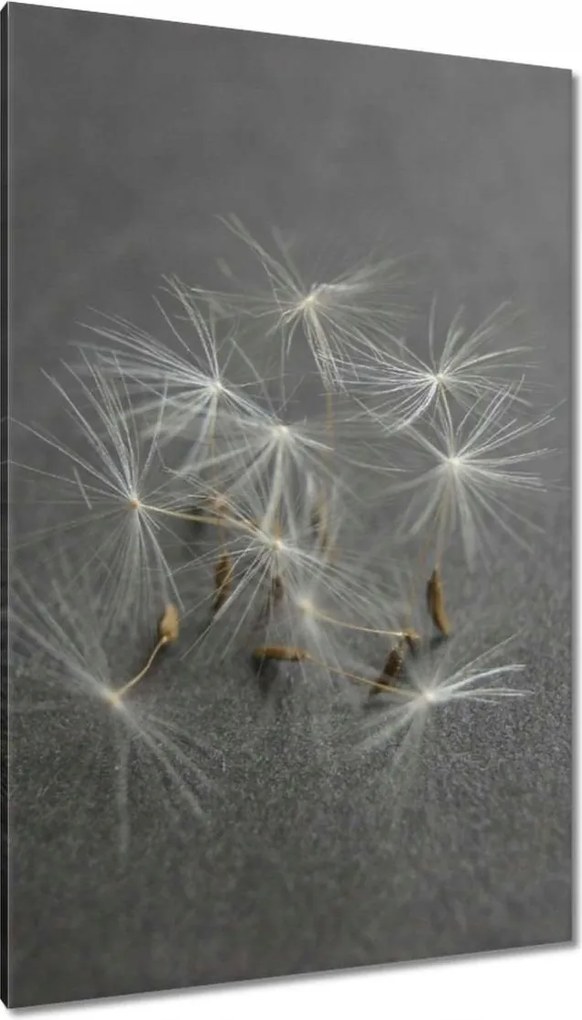 Vászonkép 80x120 Pitypang Virág Virágok