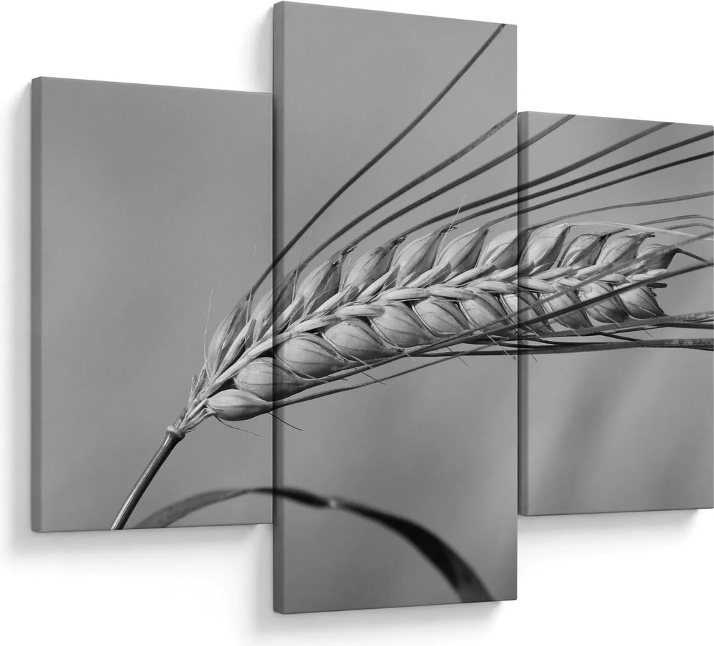 Kép - Búza, fekete-fehér (90x60 cm)