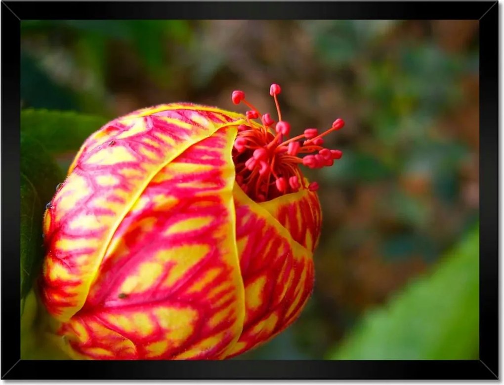 Poszterek keretben 40x30 Nőnap Ajándék Love