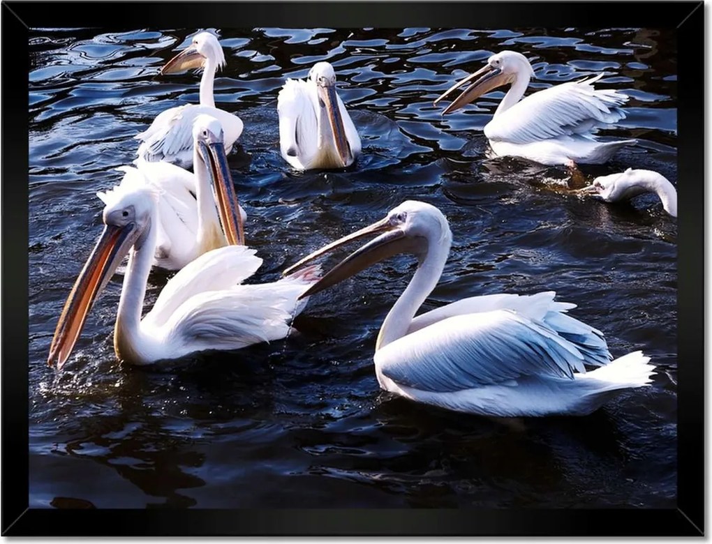 Poszterek keretben 40x30 Vízi madarak