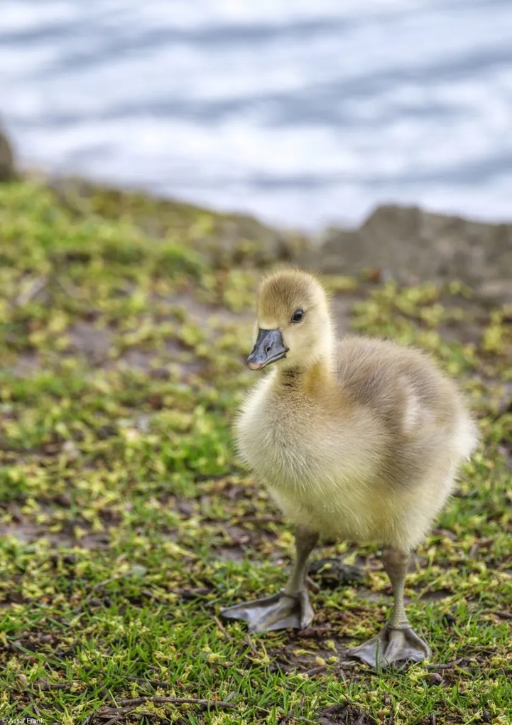 Poszter 21x29,7cm Gosling, Assaf Frank