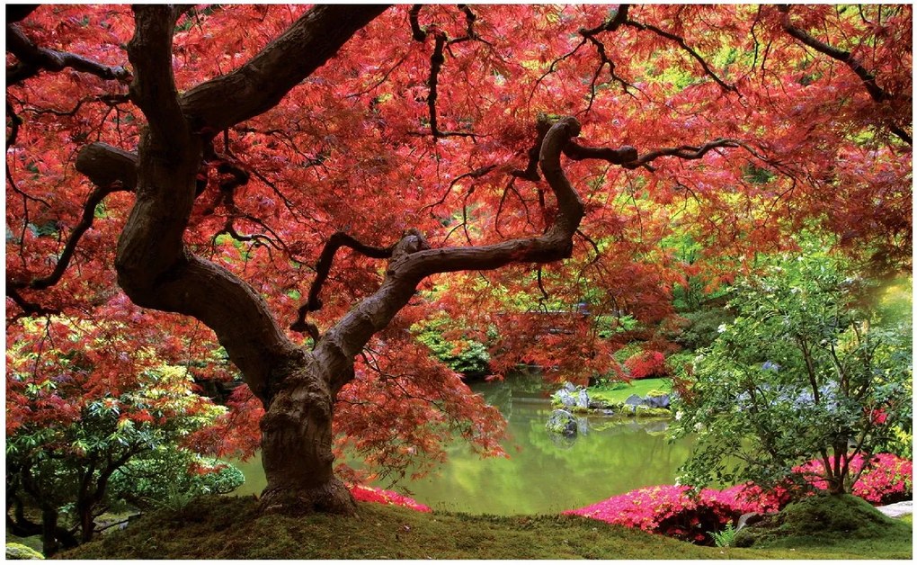 Fotótapéta Japán Kert 3D Természet Fa 208x146