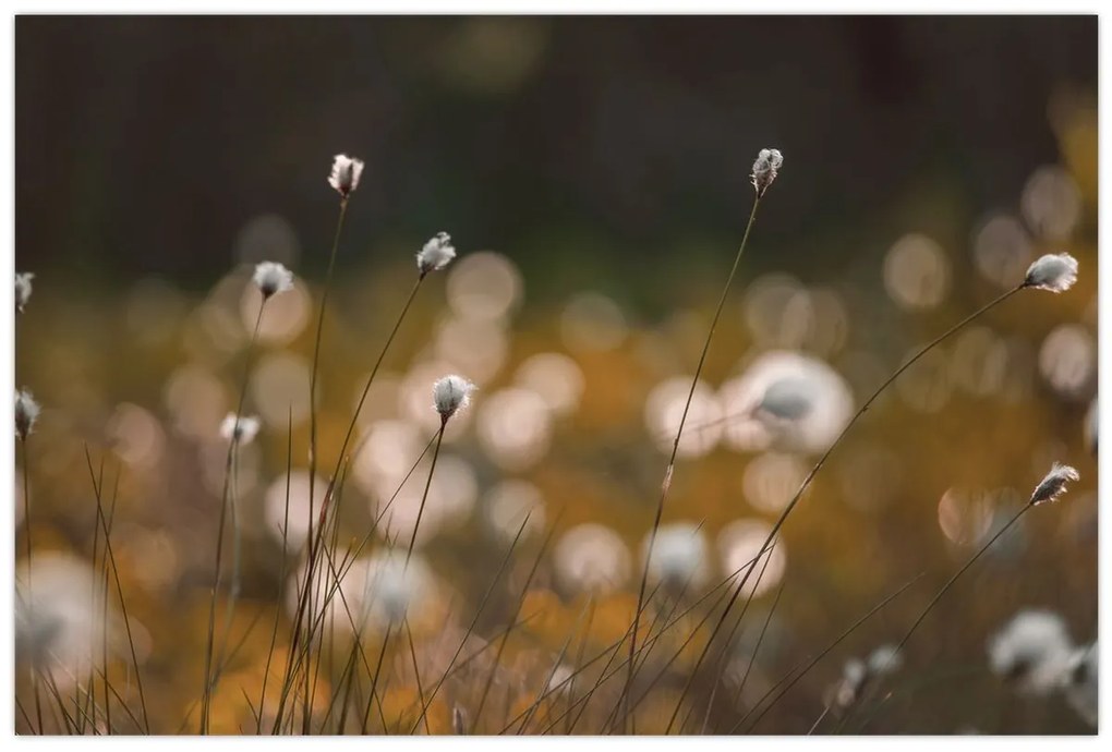 Kép - Gyapotfűvel borított rét N⁰2 (90x60 cm)