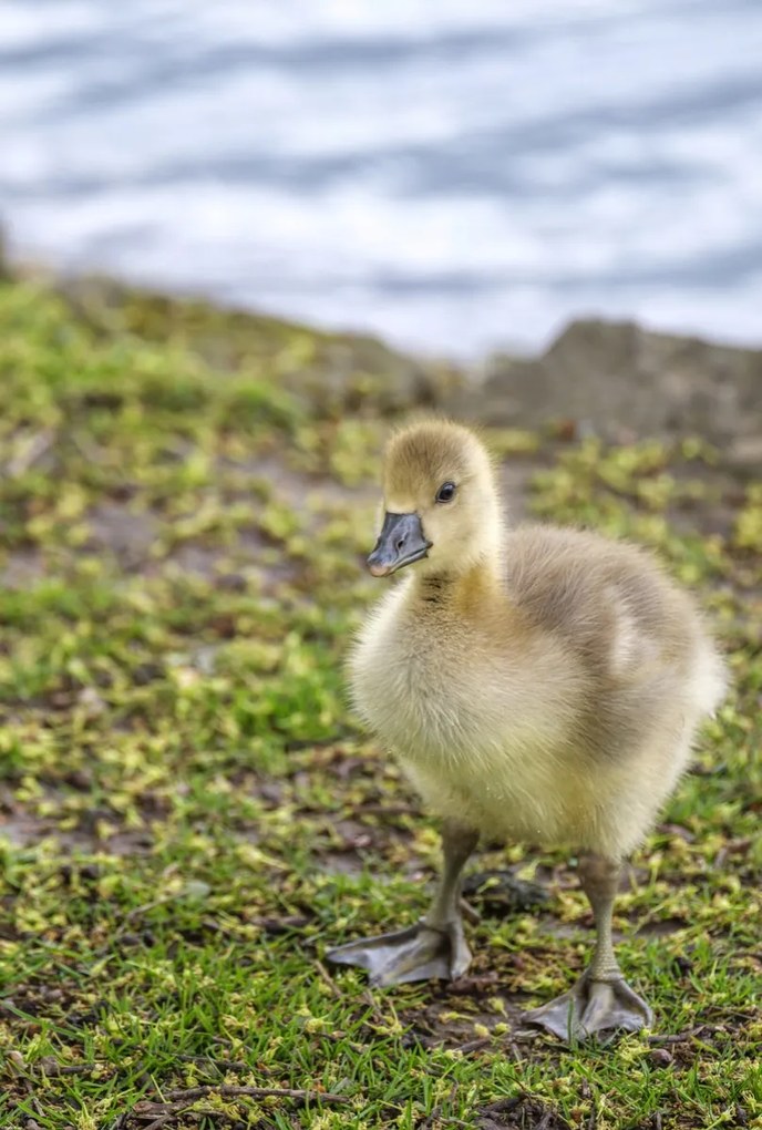 Poszter 61x90,5cm Gosling, Assaf Frank