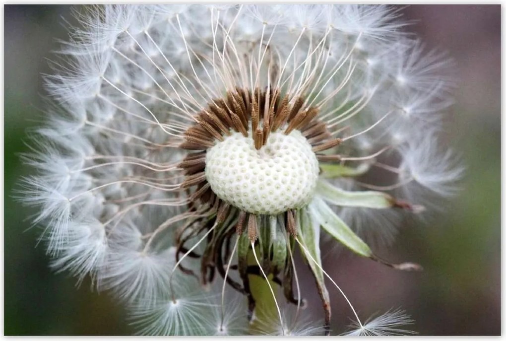 Poszterek 120x80 Pitypang Virág Virágok