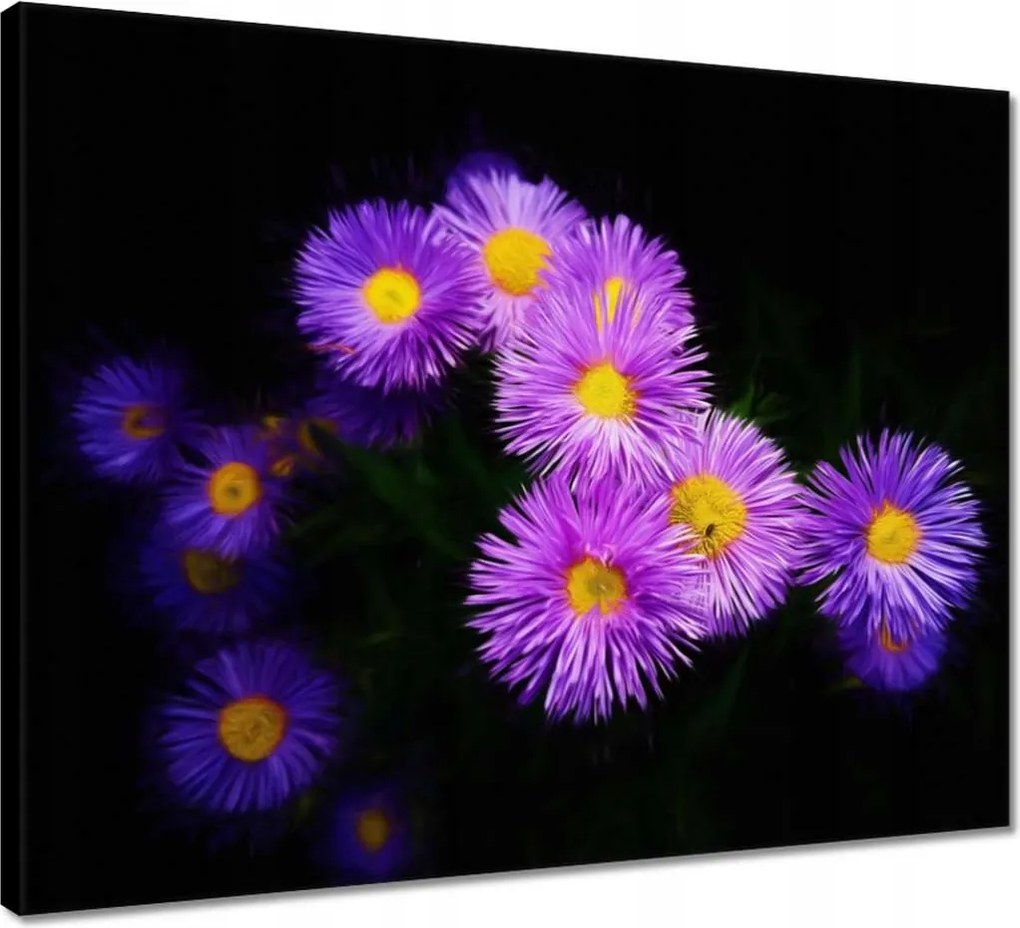 Vászonkép 50x40 Lila őszirózsa virágok