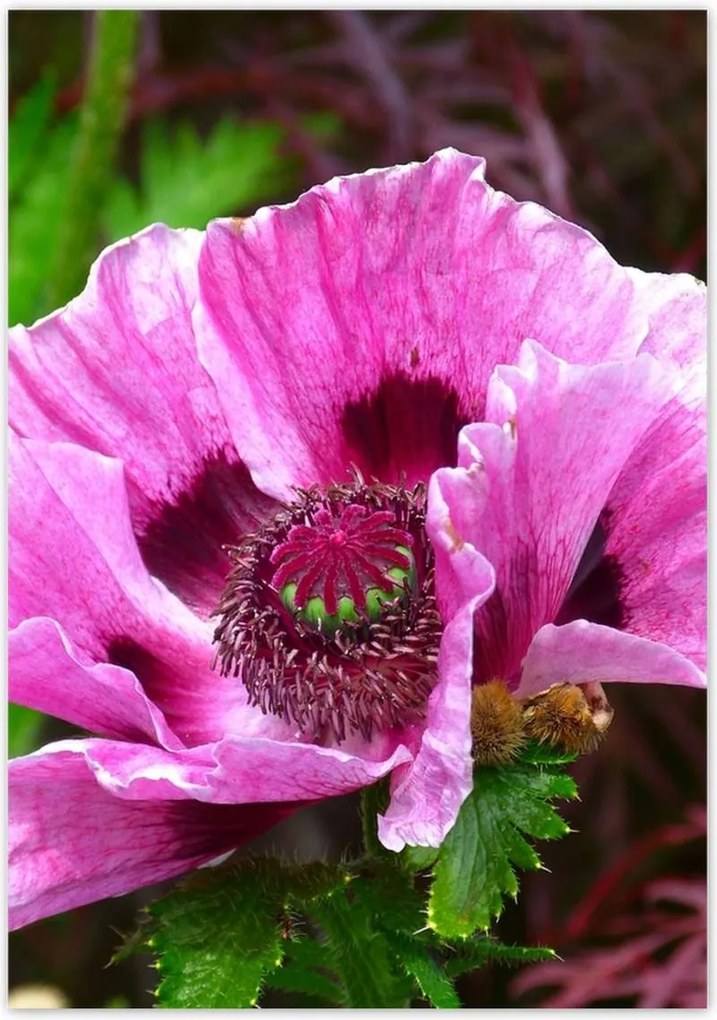 Poszterek 70x100 Lila virág