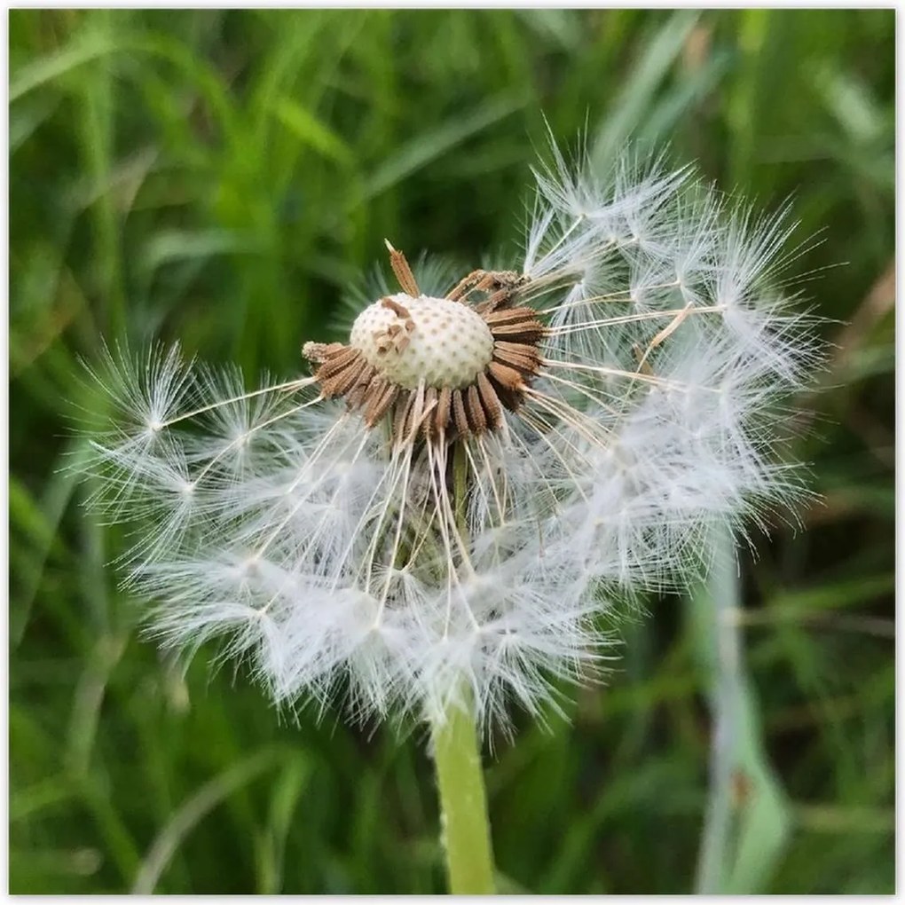 Poszterek 100x100 Pitypang Virág Virágok