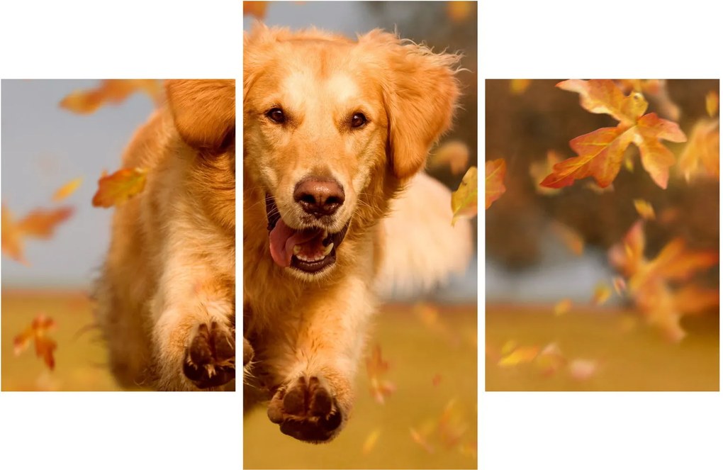 Kép - Golden Retriever (90x60 cm)