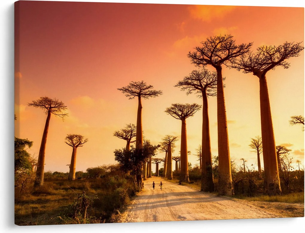 Kép - Naplemente a Baobab Alley-ben (70x50 cm)