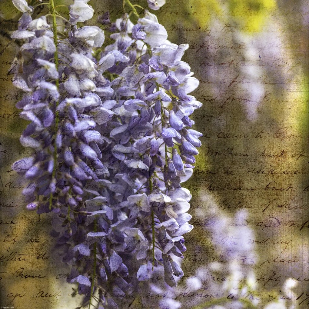 Poszter 40x40cm Színes tavaszi Wisteria 2, Assaf Frank
