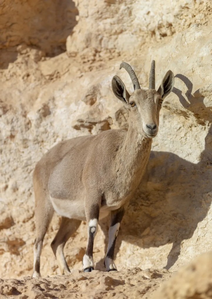 Poszter 29,7x42cm Nubiana Ibex 7, Assaf Frank