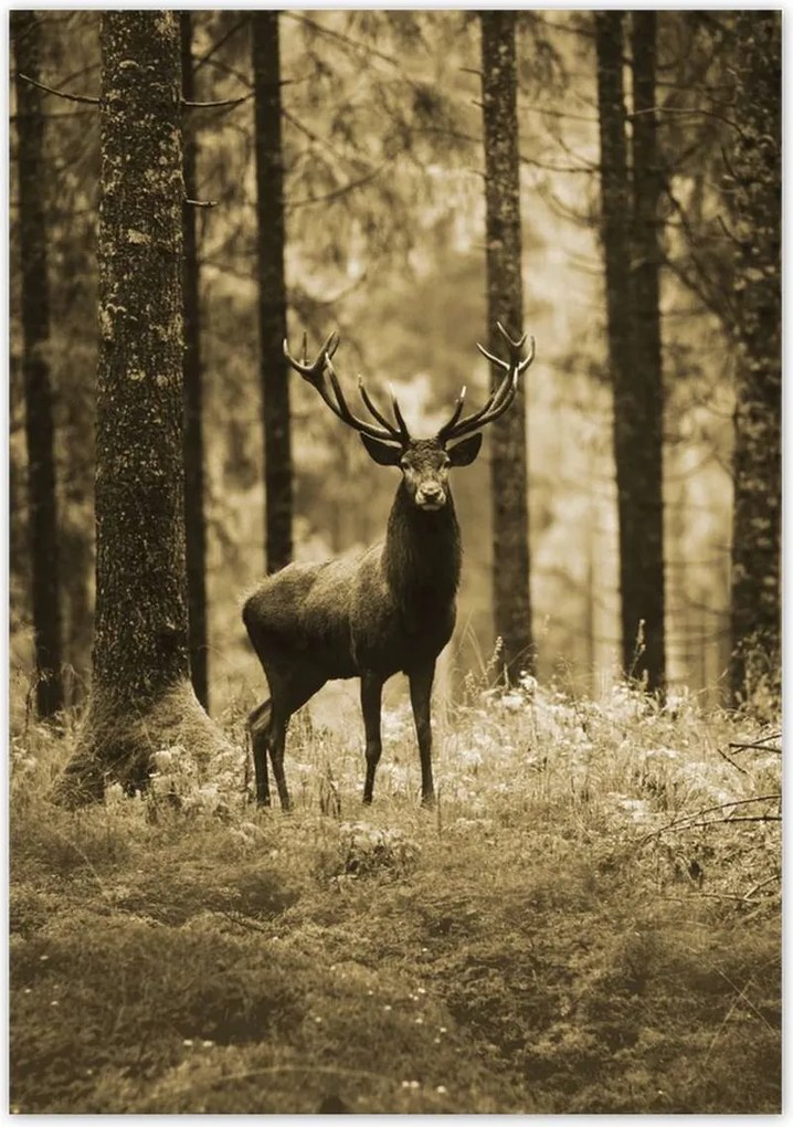 Poszterek 70x100 Szarvas a szépia erdőben
