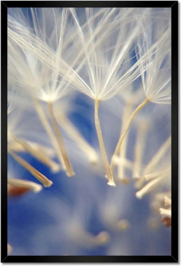 Poszterek keretben 40x60 Pitypang Virág Virágok