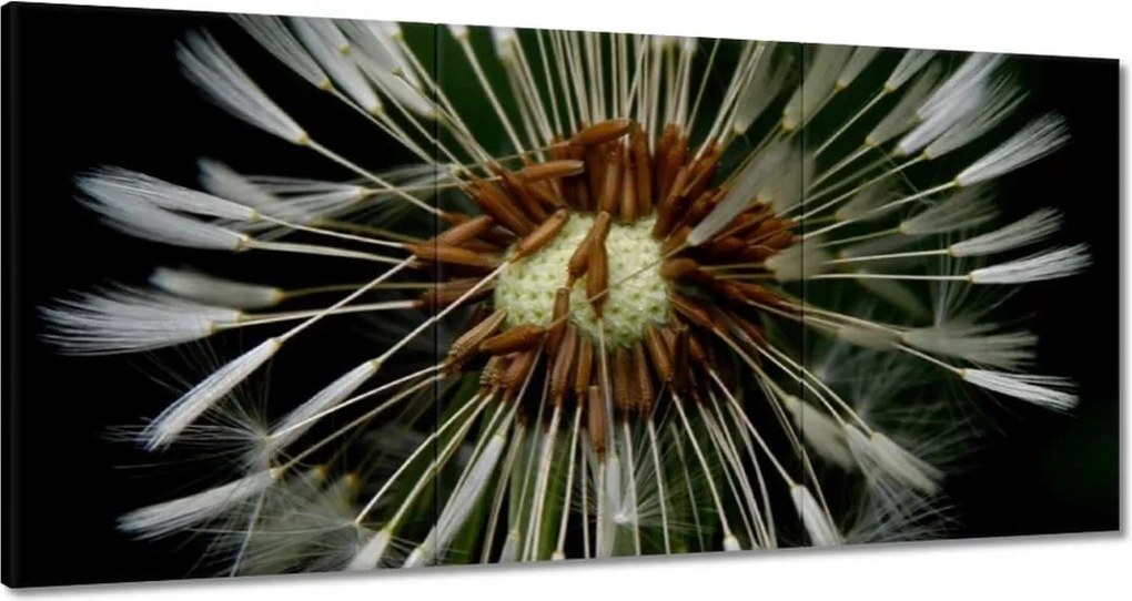 Vászonkép 180x90 Pitypang Virág Virágok