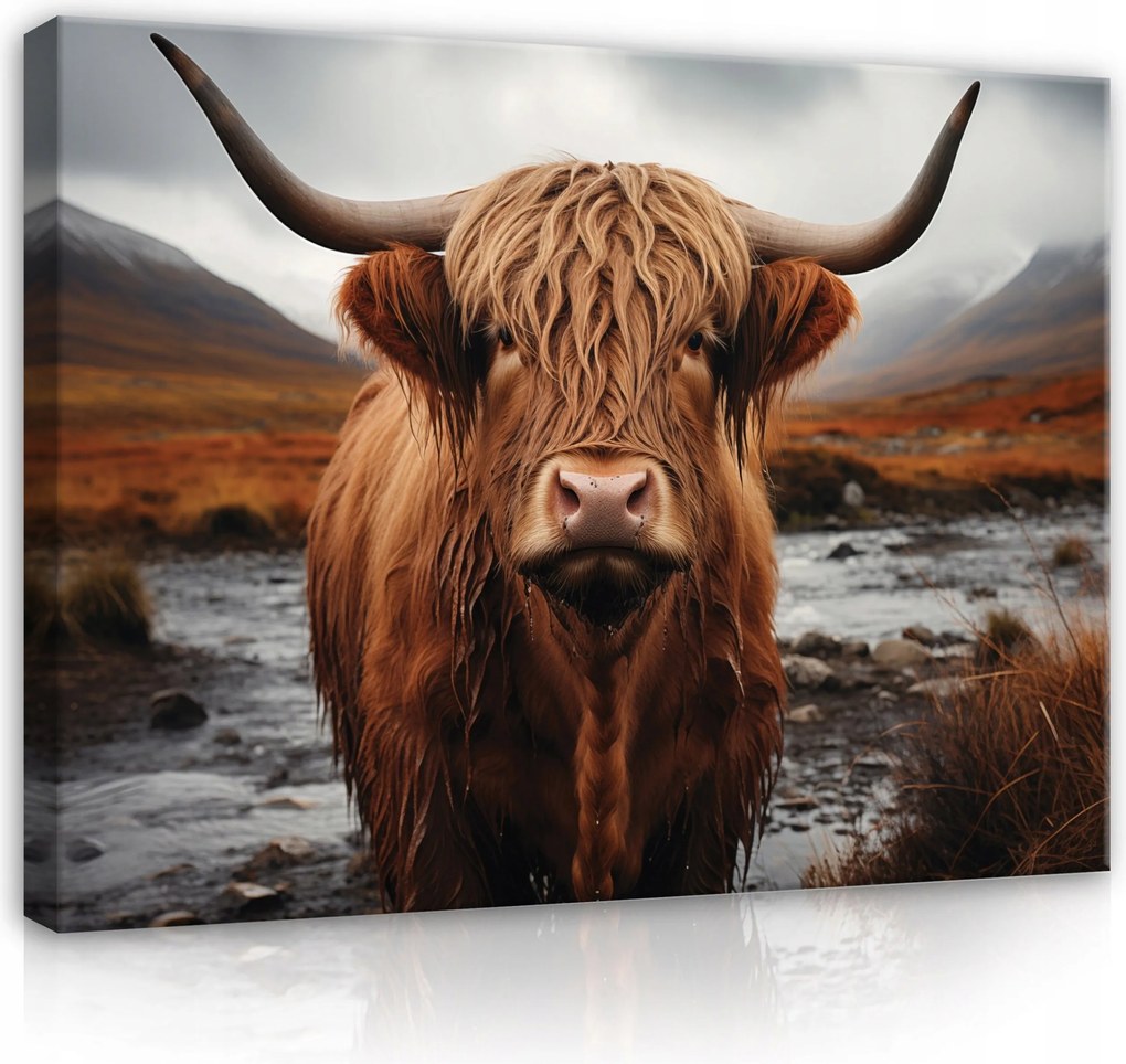 Vászonkép 60x40 Skót tehén magaslati hegyek természet állatok tájkép