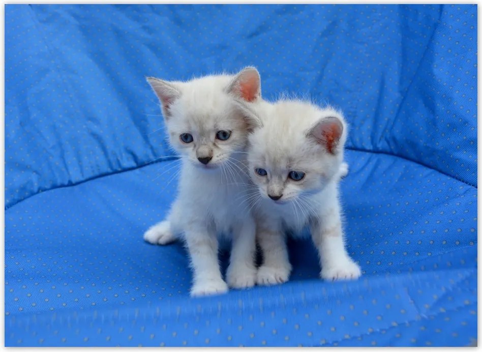 Fotótapéta flizelina 254x184 Aranyos cicák Cicák