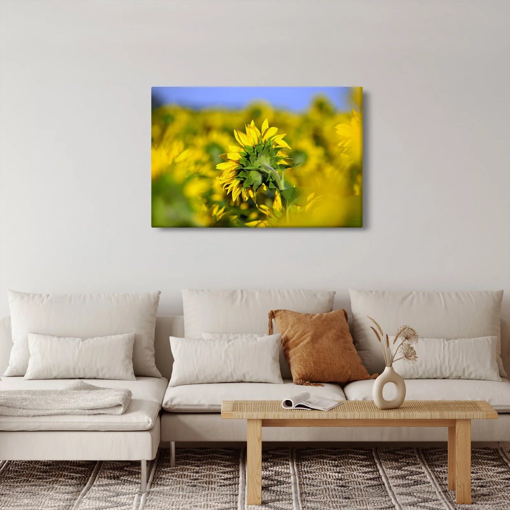 Napraforgó képe (90x60 cm)