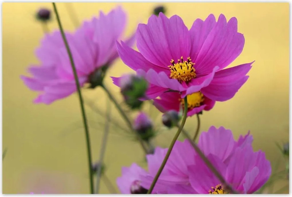 Poszterek 120x80 Virágok a réten