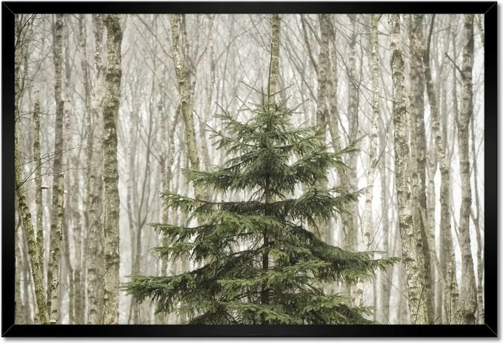 Poszterek keretben 60x40 Fa Kilátás