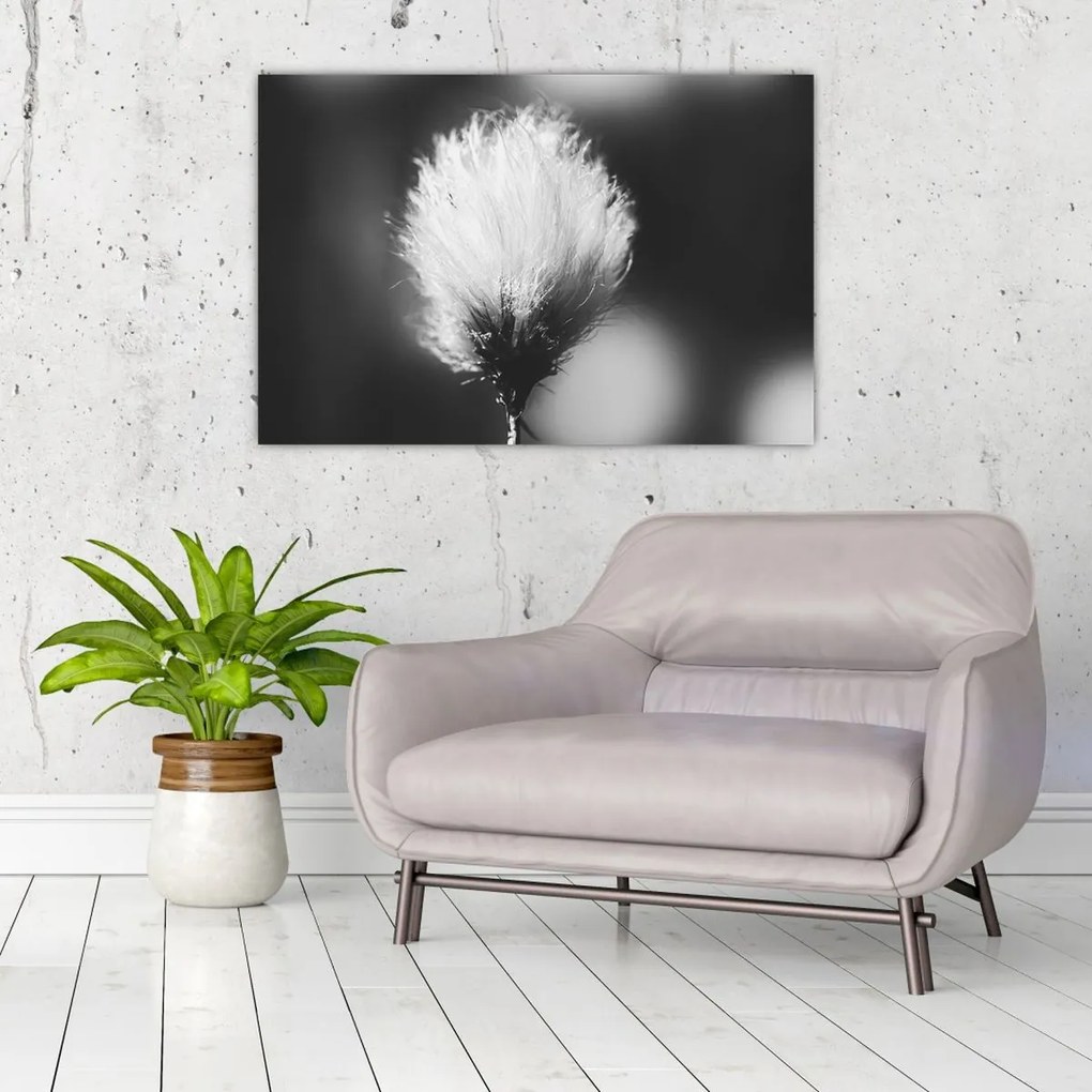 Kép - Fekete-fehér pamutfű (90x60 cm)