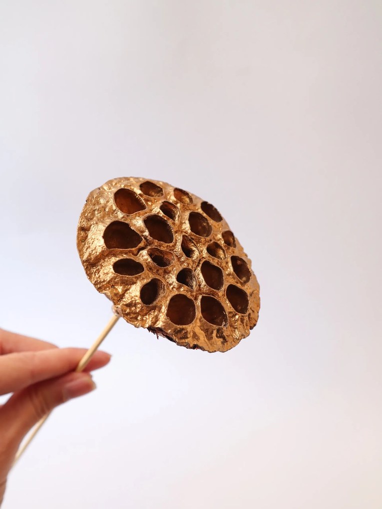 Arany Színű Szárított Lótusz ,szárított virágok, szárított fű