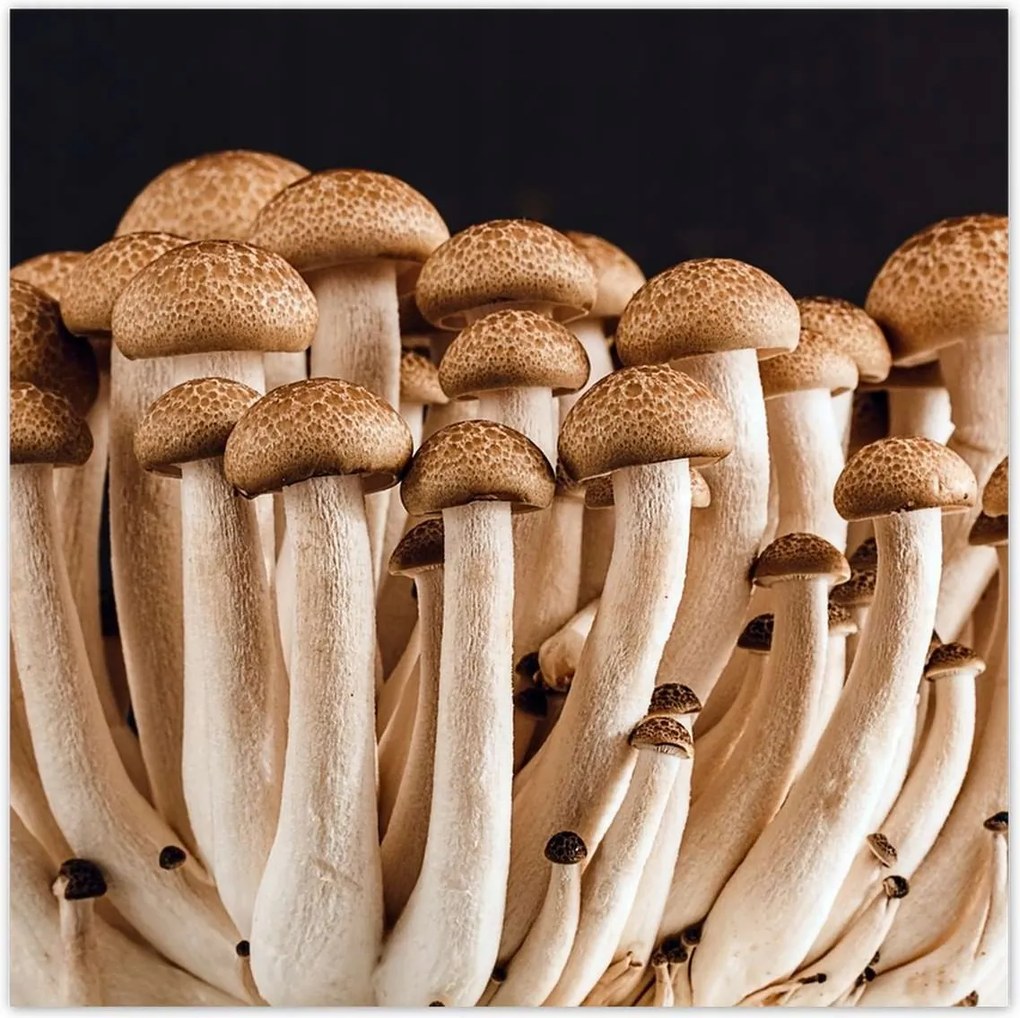 Poszterek 30x30 Gomba az erdőben Közelkép