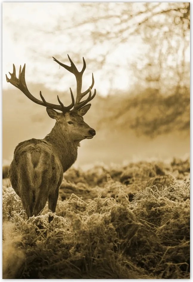 Poszterek 135x200 Szépia szarvas