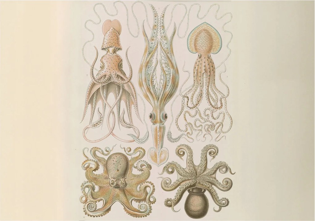 Fotótapéta Flizelin Dekoratív Hálószoba Tengeri élet 208x146 Ragasztó