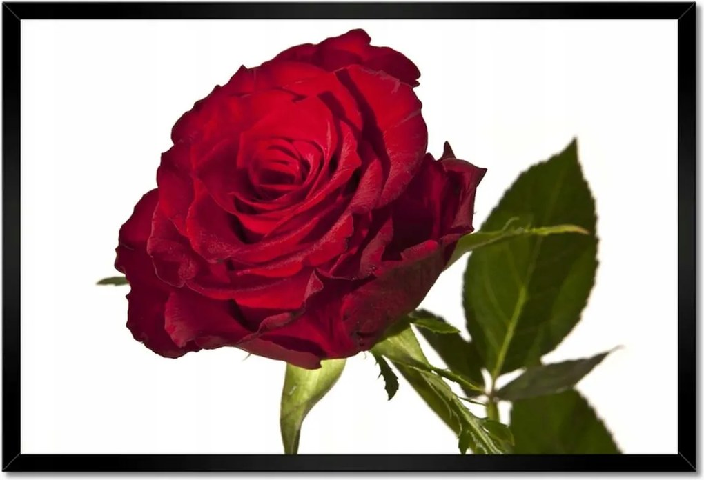 Poszter keretben 60x40 Vörös rózsa