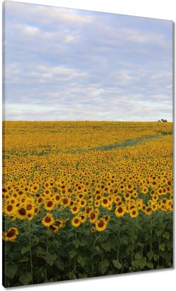 Vászonkép 70x100 Napraforgó mező