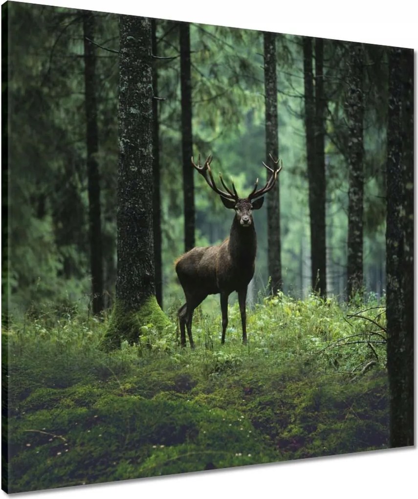 Vászonkép 60x60 Szarvas Erdő Tájkép