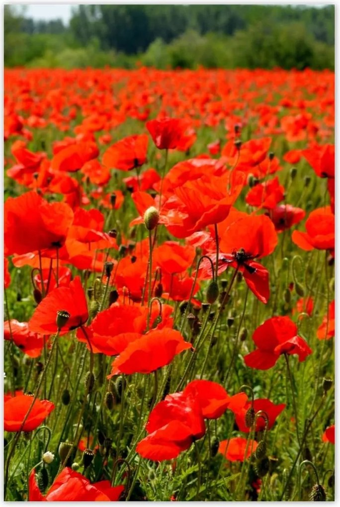 Poszterek 80x120 Pipacsok tengere