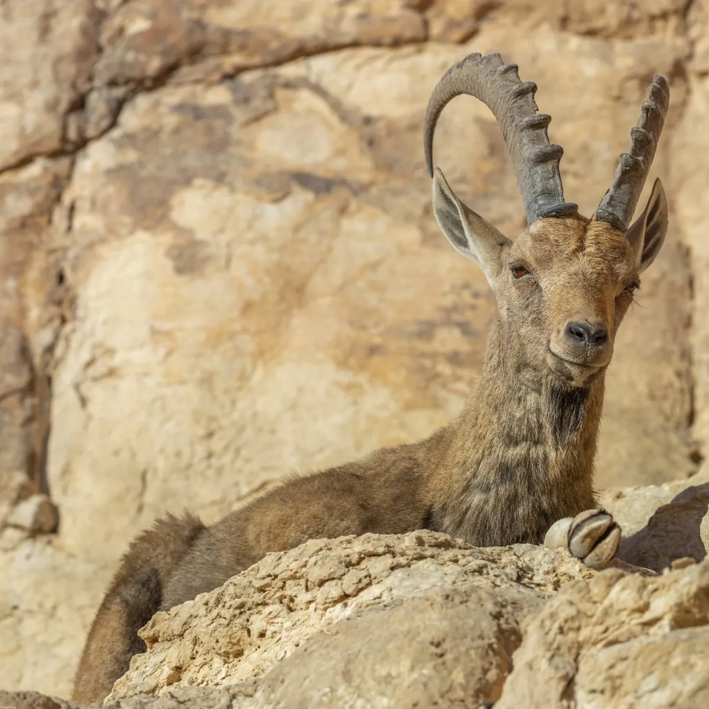 Poszter 80x80cm Nubiana Ibex 4, Assaf Frank