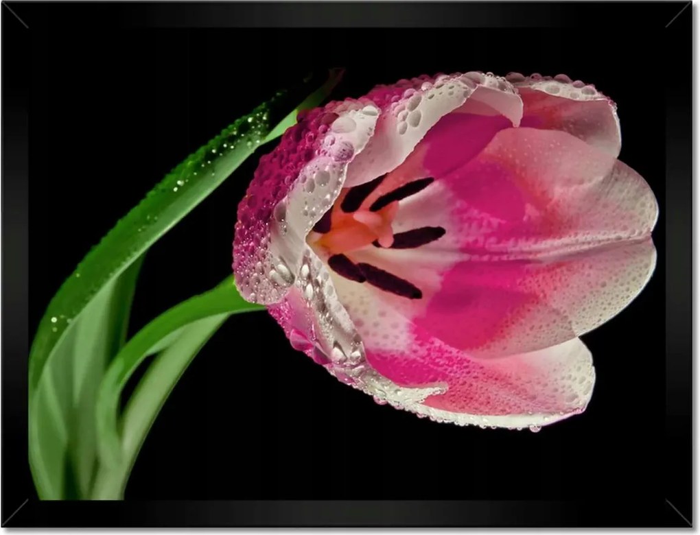 Poszter keretben 40x30 Rózsaszín tulipán