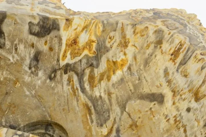 Mosdókagyló megkövesedett fa DIVERO FOSSIL Ø35