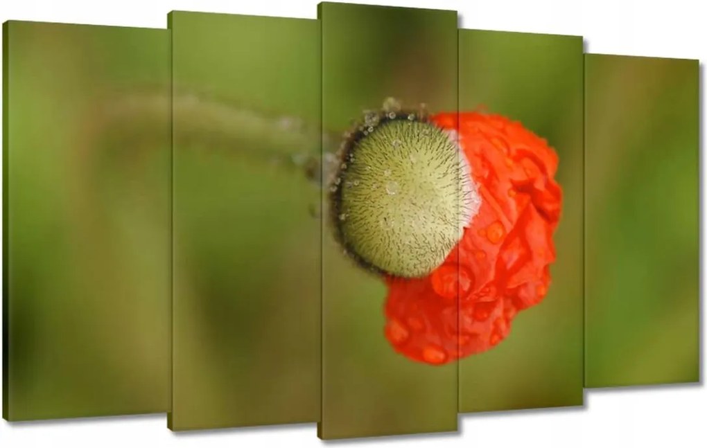 Vászonkép 100x60 Pipacs Virágok