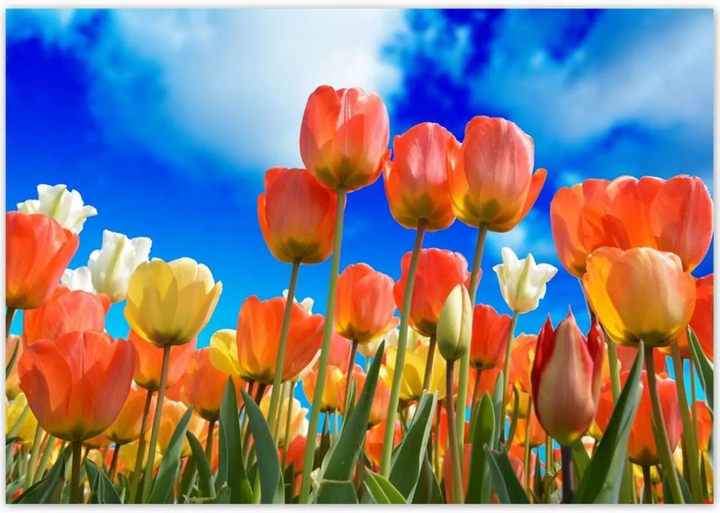 Poszterek 100x70 Színes tulipánok