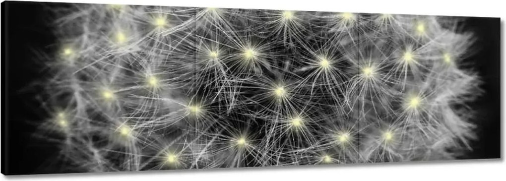 Vászonkép 60x20 Pitypang Virág Virágok