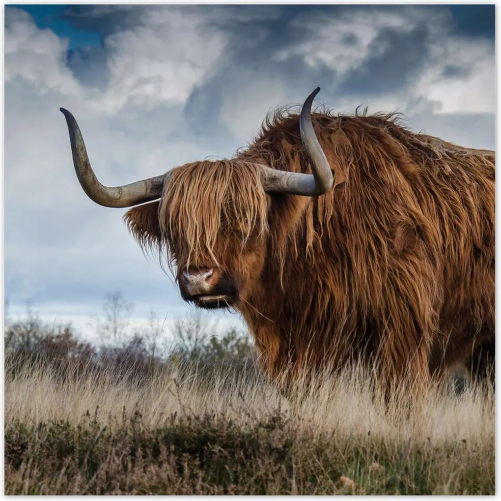 Poszterek 100x100 Felvidéki tehén Szarvak