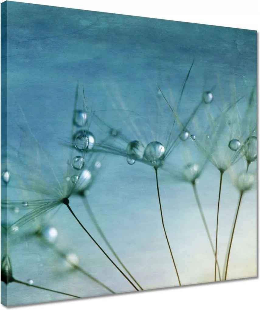 Vászonkép 40x40 Pitypang Virág Virágok