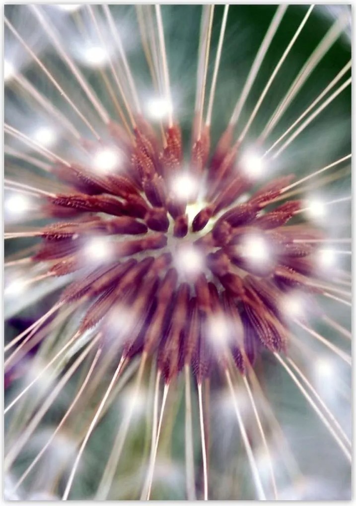 Poszterek 70x100 Pitypang Virág Virágok