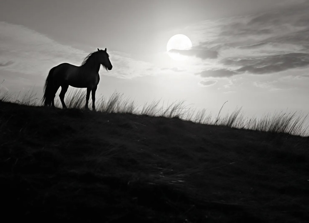 Poszter 18x13cm Holdőrség