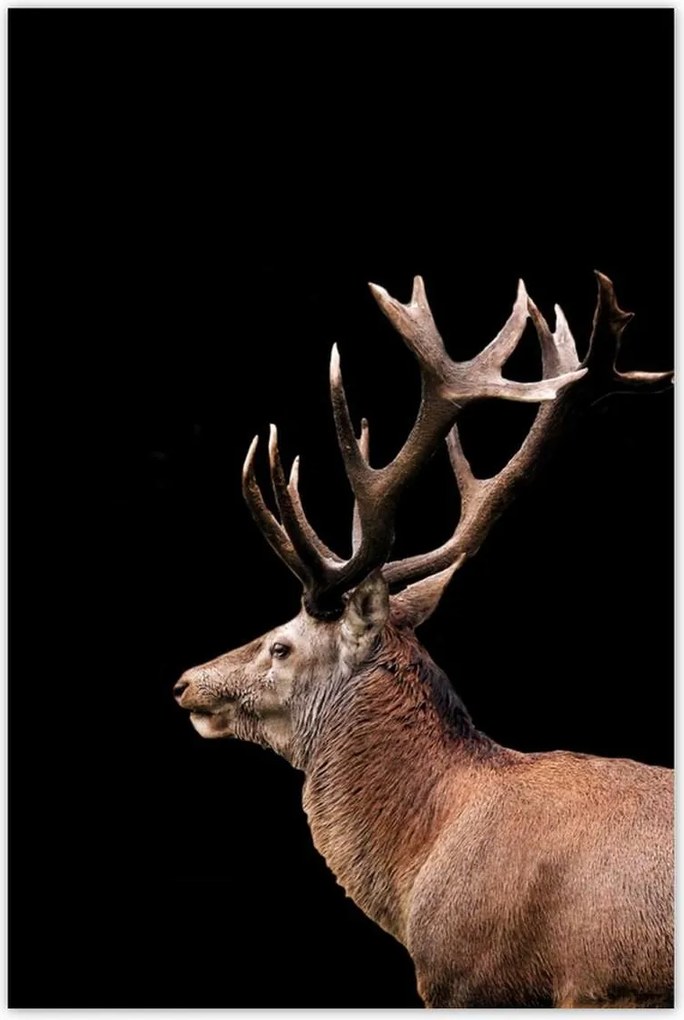 Poszter 60x90 Szarvas szarvakkal