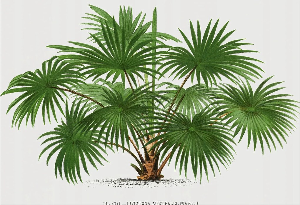 Design fotótapéta Flizelin falra Egzotikus minta 152x104 Ragasztó