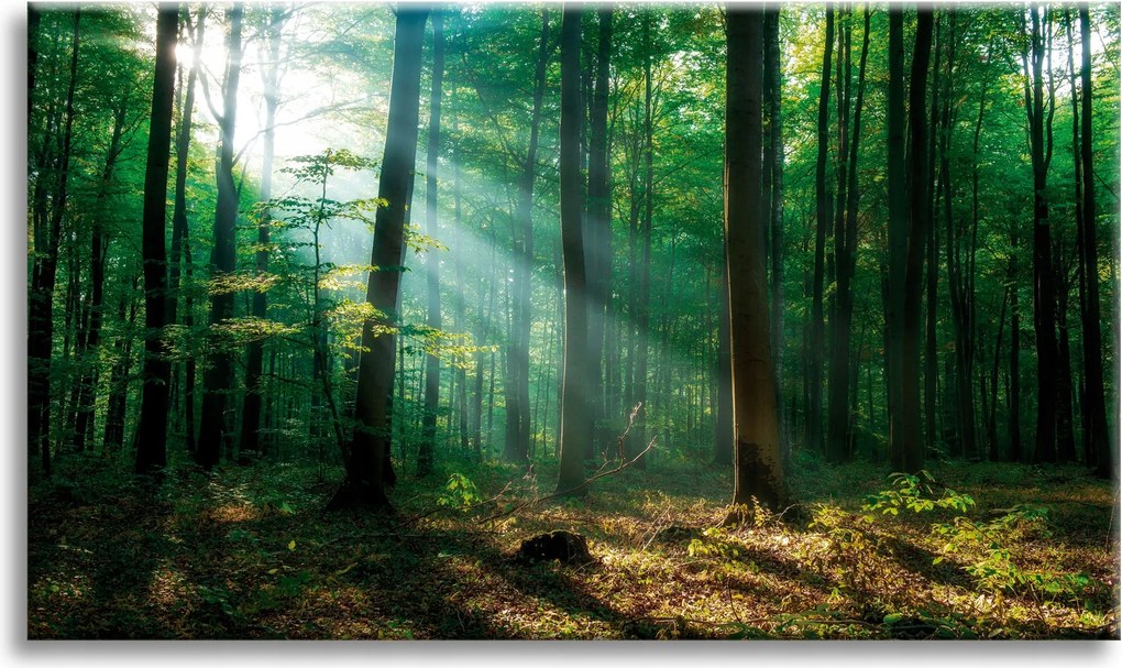 Vászonkép Erdő Fák Nap sugarai 90x60 cm Ajándéknak is tökéletes
