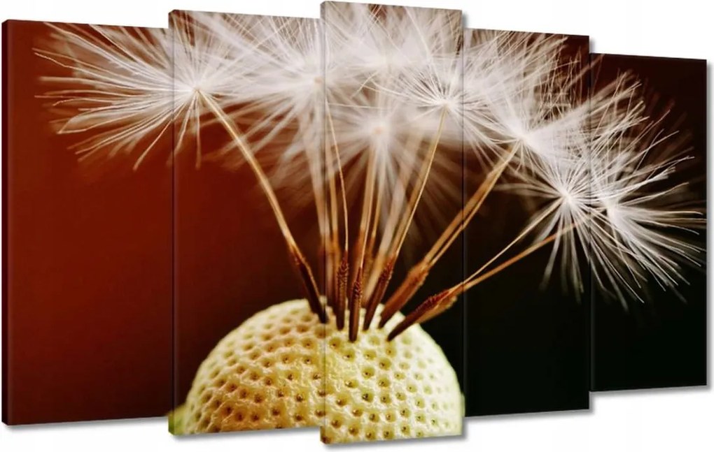 Vászonkép 100x60 Pitypang Virág Virágok